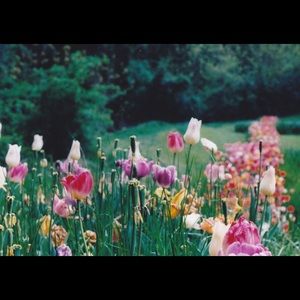 Meet your Posher, Bailey